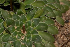 Stylidium maitlandianum