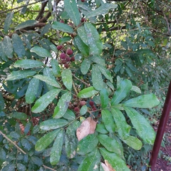 Guarea macrophylla