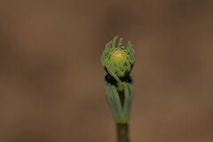 Stylidium maitlandianum