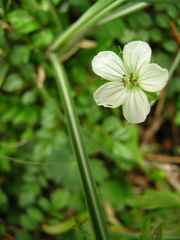 Geranium wilfordii