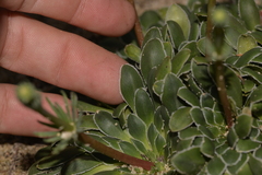 Stylidium maitlandianum