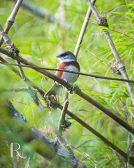 Castanozoster thoracicus