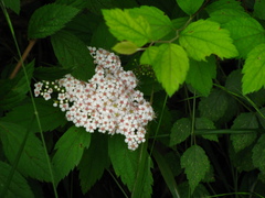 Spiraea formosana