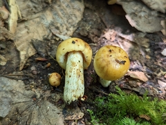 Russula foetentula