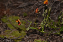 Isotropis cuneifolia