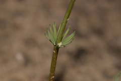 Stylidium maitlandianum