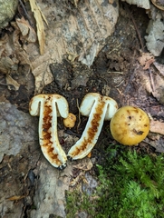 Russula foetentula