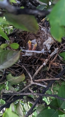 Mimus polyglottos image