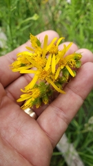Senecio clarkianus