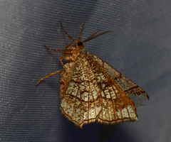Eumacaria