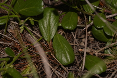 Isotropis cuneifolia