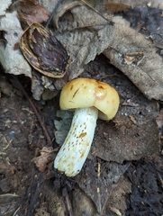 Russula foetentula