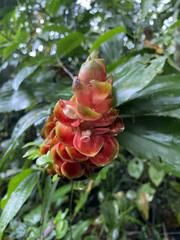 Costus scaber