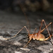 Naxos Cave-Cricket - Photo (c) Stelios ZACHARIAS, some rights reserved (CC BY-NC-SA), uploaded by Stelios ZACHARIAS
