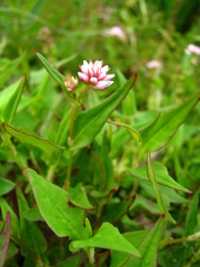 Persicaria runcinata