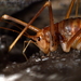 Orchomenos Cave-Cricket - Photo (c) Stelios ZACHARIAS, some rights reserved (CC BY-NC-SA), uploaded by alfredpimble