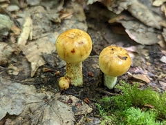Russula foetentula