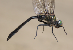 Somatochlora sahlbergi