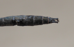 Somatochlora sahlbergi