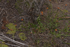 Isotropis cuneifolia