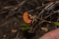 Isotropis cuneifolia
