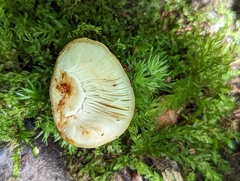 Russula foetentula