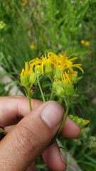 Senecio clarkianus