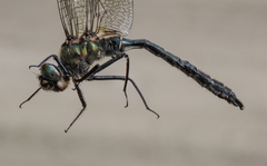 Somatochlora sahlbergi