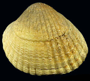 Common Cockle