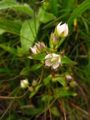 Swertia macrosperma