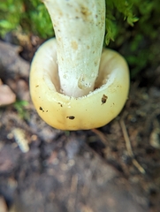 Russula foetentula