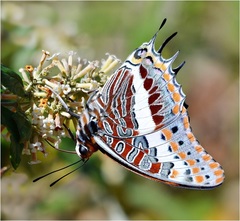 Charaxes saturnus saturnus