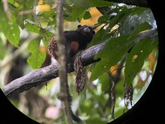 Saguinus fuscicollis