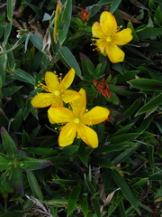 Hypericum nagasawae