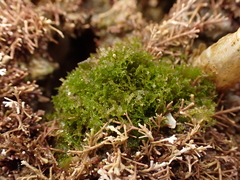 Microdictyon mutabile