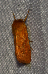 Zosteropoda