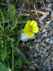 Ranunculus formosa-montanus