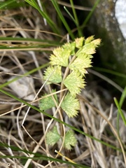 Anisotome aromatica