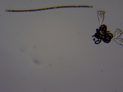 Nostocales