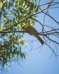 Orchesticus abeillei