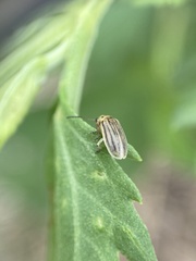 Ophraella conferta