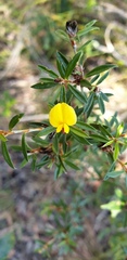 Pultenaea rariflora