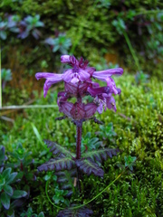 Pedicularis refracta transmorrisonensis
