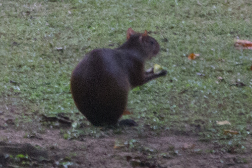 Brown Agouti