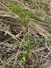 Anisotome aromatica