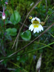 Euphrasia transmorrisonensis