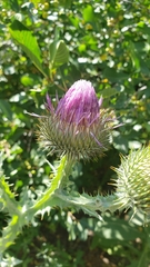 Onopordum acanthium acanthium