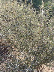 Condalia spathulata