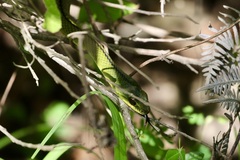 Mastigodryas dorsalis