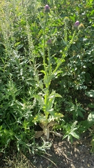 Onopordum acanthium acanthium